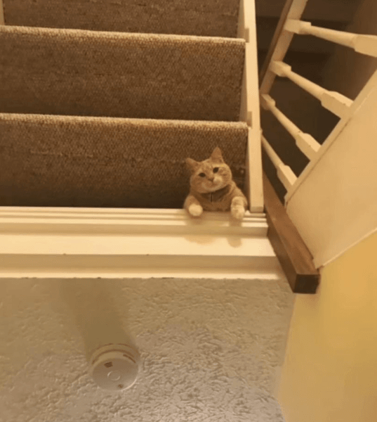 Кіт на сходах Оптична ілюзія